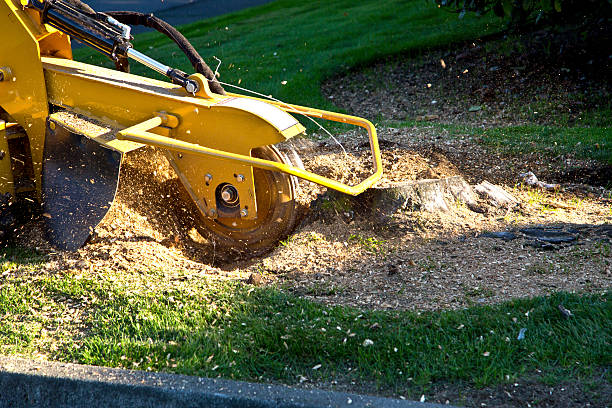 Best Tree and Shrub Care  in Soap Lake, WA